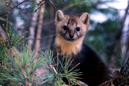 Mi különbözteti meg a sable-t a marten jellemzőitől és különbségeitől, mi a különbség