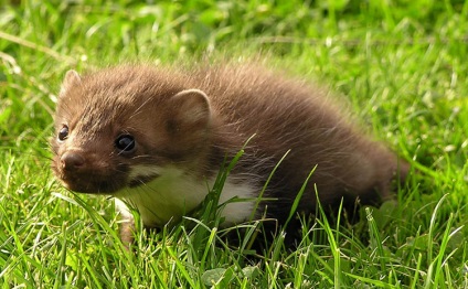 Mi különbözteti meg a sable-t a marten jellemzőitől és különbségeitől, mi a különbség