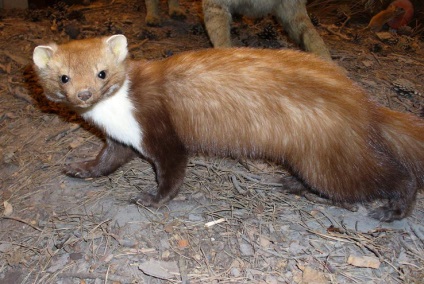 Mi különbözteti meg a sable-t a marten jellemzőitől és különbségeitől, mi a különbség