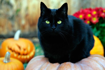 Fekete macska a Halloween és a macskák a középkorban