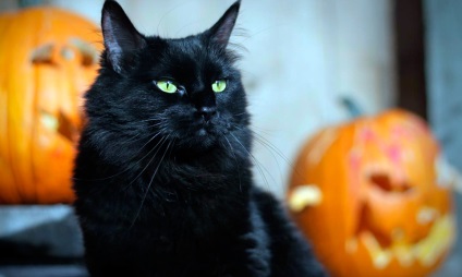 Pisică neagră pe Halloween și pisici din Evul Mediu