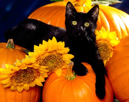 Pisică neagră pe Halloween și pisici din Evul Mediu