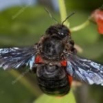 Negru de coarne - habitate, diferențe de la bolile de holeră, pericol pentru om