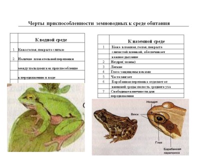 Caracteristici de adaptare a amfibienilor la habitat