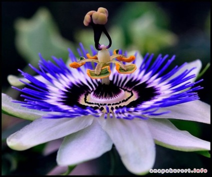 Ce este passionflower