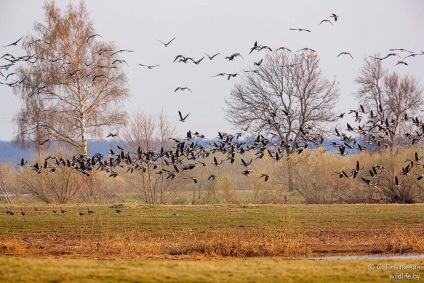 Miracolul migrației, unde și de ce zboară păsările bieloruse