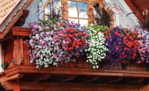 Flori pe balconul a șase sute de consilii