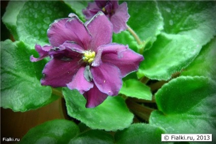 Florile se estompează rapid, marginile petalelor se varsă, fleacuri de insecte, violete (senpolia)