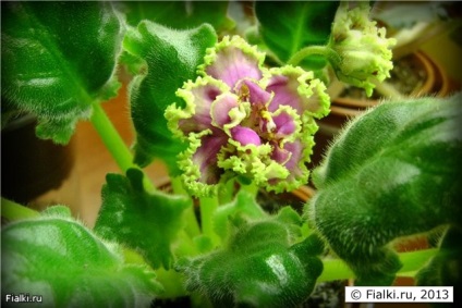 Florile se estompează rapid, marginile petalelor se epuizează, fleacurile de insecte, violetele (senpolia)