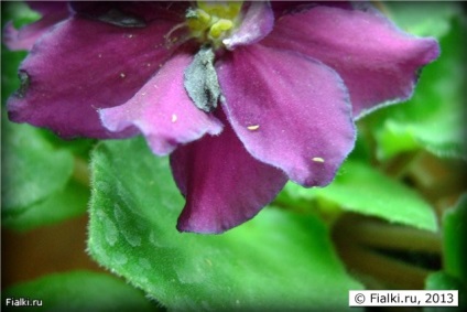 Florile se estompează rapid, marginile petalelor se epuizează, fleacurile de insecte, violetele (senpolia)
