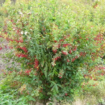 Decorative Bush fotografii de bere, nume și descriere a speciilor, plantare, îngrijire și proprietăți utile