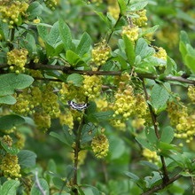 Decorative Bush fotografii de bere, nume și descriere a speciilor, plantare, îngrijire și proprietăți utile