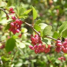 Decorative Bush fotografii de bere, nume și descriere a speciilor, plantare, îngrijire și proprietăți utile