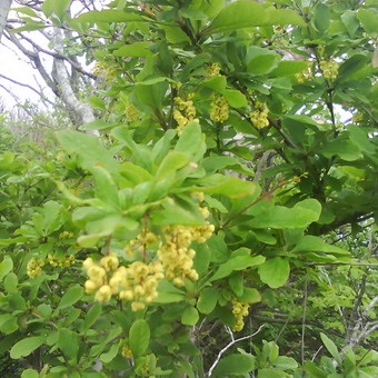 Decorative Bush fotografii de bere, nume și descriere a speciilor, plantare, îngrijire și proprietăți utile