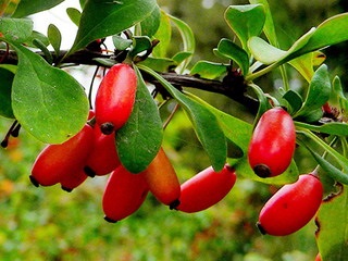 Dísz bush barberry fotók, nevek és fajok leírása, ültetés, gondozás és hasznos tulajdonságok