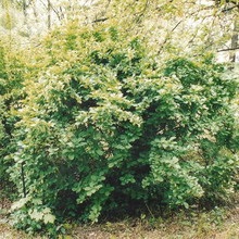 Decorative Bush fotografii de bere, nume și descriere a speciilor, plantare, îngrijire și proprietăți utile