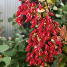 Dísz bush barberry fotók, nevek és fajok leírása, ültetés, gondozás és hasznos tulajdonságok