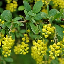 Decorative Bush fotografii de bere, nume și descriere a speciilor, plantare, îngrijire și proprietăți utile