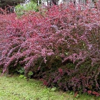 Decorative Bush fotografii de bere, nume și descriere a speciilor, plantare, îngrijire și proprietăți utile