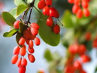 Decorative Bush fotografii de bere, nume și descriere a speciilor, plantare, îngrijire și proprietăți utile