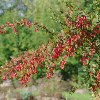 Decorative Bush fotografii de bere, nume și descriere a speciilor, plantare, îngrijire și proprietăți utile