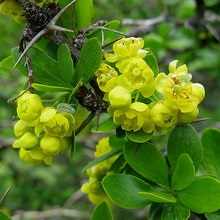 Decorative Bush fotografii de bere, nume și descriere a speciilor, plantare, îngrijire și proprietăți utile