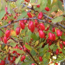 Decorative Bush fotografii de bere, nume și descriere a speciilor, plantare, îngrijire și proprietăți utile