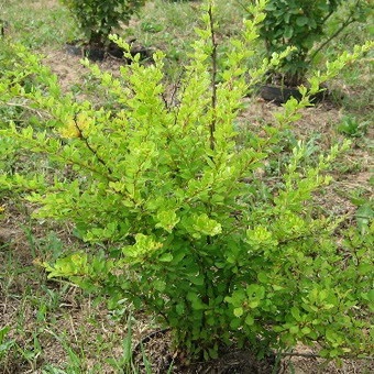 Decorative Bush fotografii de bere, nume și descriere a speciilor, plantare, îngrijire și proprietăți utile