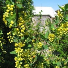 Decorative Bush fotografii de bere, nume și descriere a speciilor, plantare, îngrijire și proprietăți utile