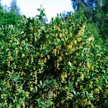 Decorative Bush fotografii de bere, nume și descriere a speciilor, plantare, îngrijire și proprietăți utile