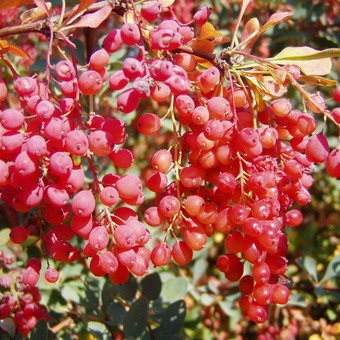 Decorative Bush fotografii de bere, nume și descriere a speciilor, plantare, îngrijire și proprietăți utile