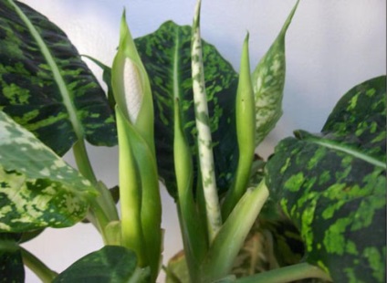 Dieffenbachia - toate despre plantele de interior pe