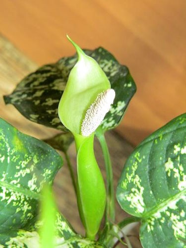 Dieffenbachia - toate despre plantele de interior pe