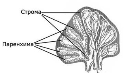 Modificări pancreatice difuze