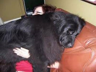 Animale de companie - un remediu pentru trup și suflet, câini de câini terapie câini de ajutor