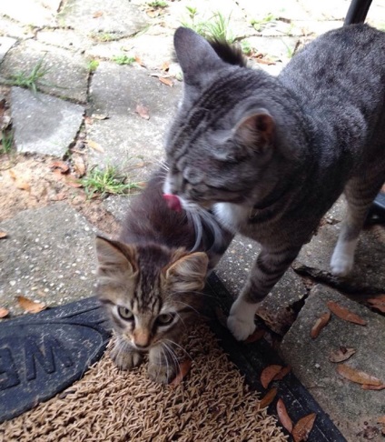 O pisică domestică a adus acasă un mic prieten și a decis că pisoiul va trăi acum cu ei - infomania