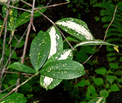 Dracaena Godseef fotografie, îngrijire la domiciliu