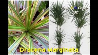 Dracaena Godseef fotografie, îngrijire la domiciliu