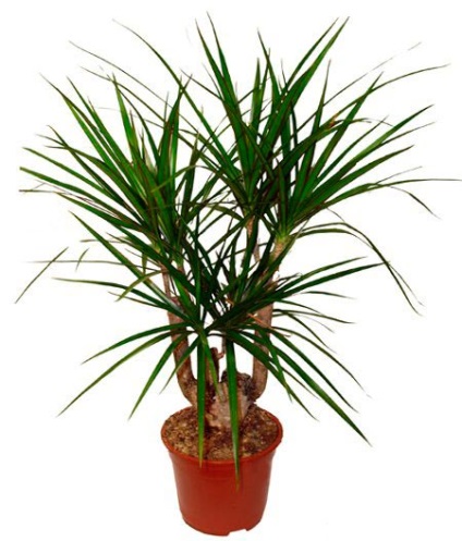 Dracaena îngrijire la domiciliu