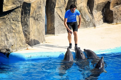 Un instructor de animale trebuie să învețe o mulțime de delfini