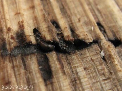 Lemnul de conifere sau gândacul de coajă