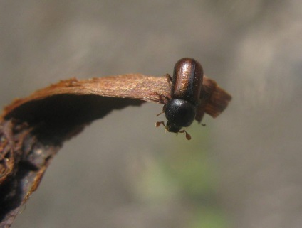 Lemnul de conifere sau gândacul de coajă