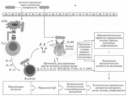 Faza efectivă a hipersensibilității în imunologie