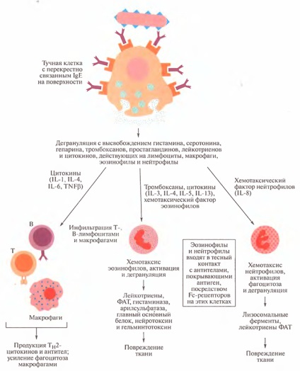 свръхчувствителността на ефекторната фаза в Immunology