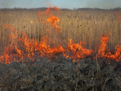 Ecologii au arătat cum să lumineze corect mlaștina