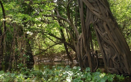 Egyenlítői erdők Dél-Amerikában érdekes tények és fotók, vivareit