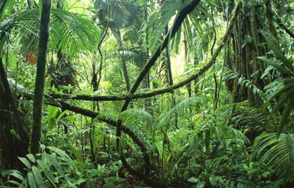 Pădurile Ecuatorial din America de Sud fapte și fotografii interesante, vivareit