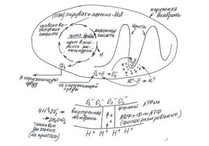 Schimbul de energie (cu ciclul krebs)