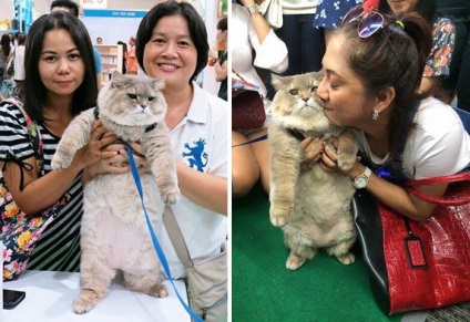 Această imensă pisică pufoasă din Thailanda a cucerit lumânarea cu animalele ei ireale - iubite