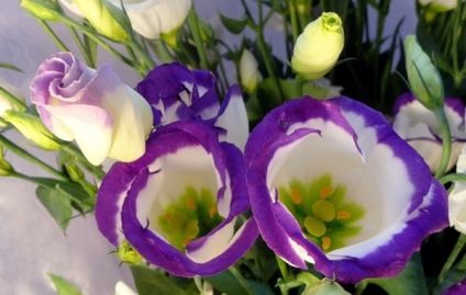 Eustoma sau lisianthus ce legende există despre ea